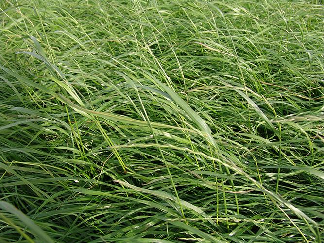 CutMax Catch Crop
